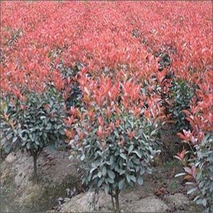 苗木花卉與農副產品的市場前景——以雪松、廣玉蘭、香樟及蔬菜為例