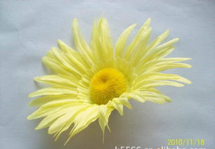 仿真花、假花、手工花與鞋花市場概覽 價格、廠家與圖片解析