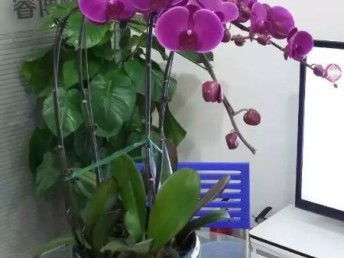 天津花卉綠植 從觀賞到生活，一站式生態服務體驗