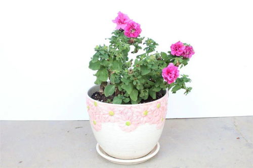 云上田園夏季花卉展 當(dāng)爛漫鮮花邂逅青翠蔬菜的生態(tài)交響