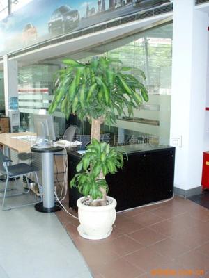 真花綠化花柱選購(gòu)指南 價(jià)格、供應(yīng)與批發(fā)渠道解析