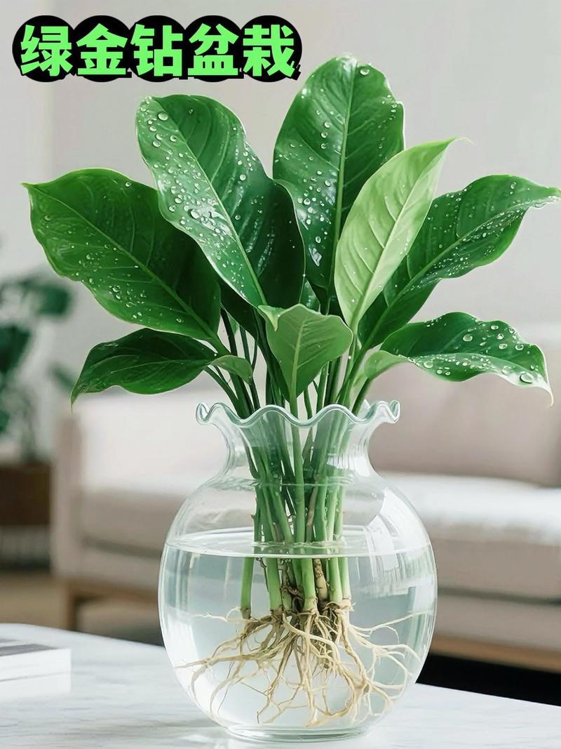 金鉆 秋冬家中的常綠詩(shī)篇